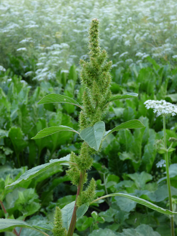 Amaranthus retroflexus